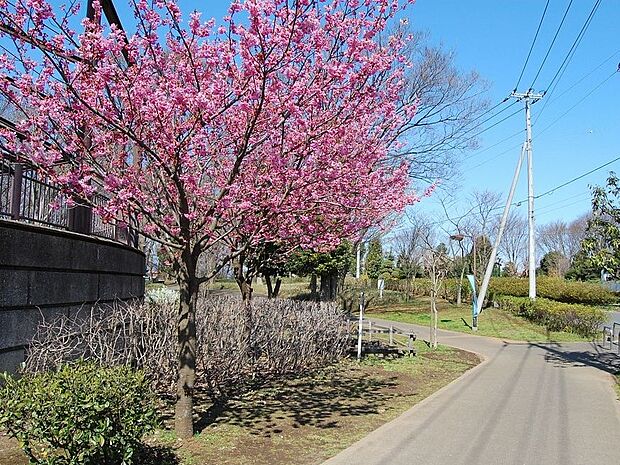 園内に川が流れ、四季折々の彩を感じる公園です。遊歩道はワンちゃんと一緒にお散歩もできます。