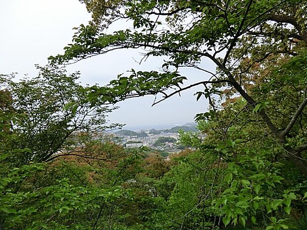 桜樹2000本を誇る県内屈指の桜の名所。 ハイキングコースもあり、三浦半島の自然が楽しめます。