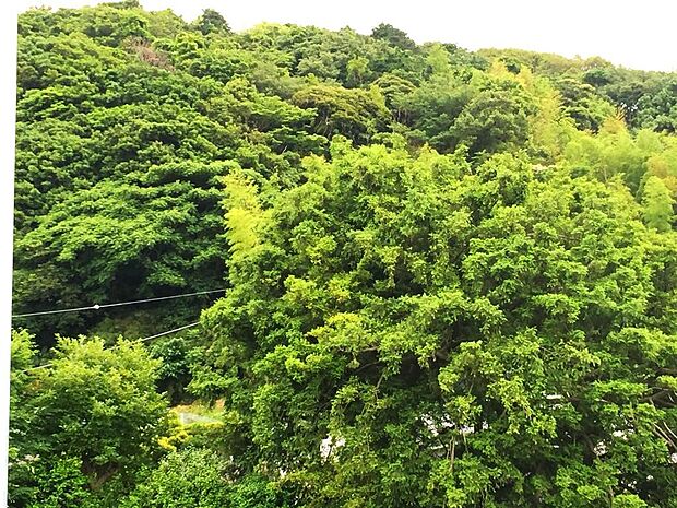 横浜市で3番目に大きな市民の森で、横浜から鎌倉、三浦半島へとつながる広大な森の北端に位置します。小高い丘から富士山の全体を見渡せる素晴らしい眺望が広がります。