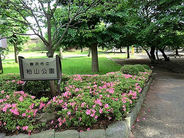 早咲きの河津桜、ソメイヨシノの両方が楽しめる公園です。