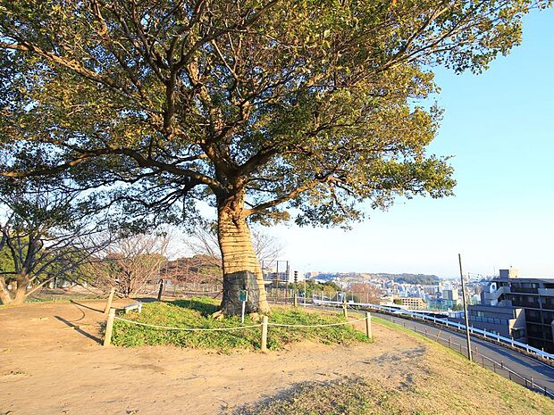 ジョギングや散歩におススメ。桜の名所にもなっており、お花見の時期は多くの人でにぎわいます。