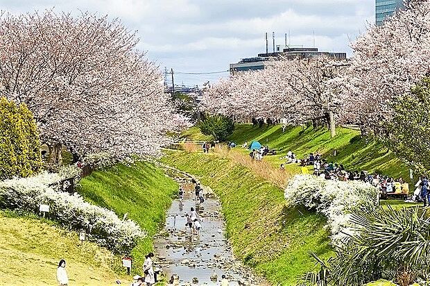 県立相模三川公園　1585ｍ