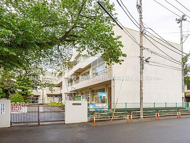 小学校 240m 市川市立大柏小学校