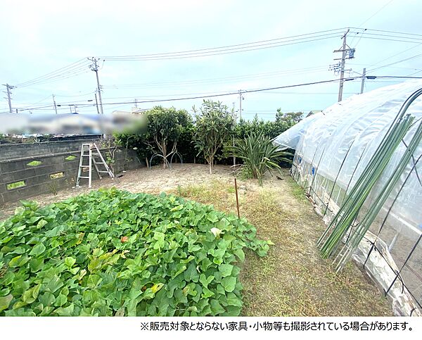 裏庭（畑）