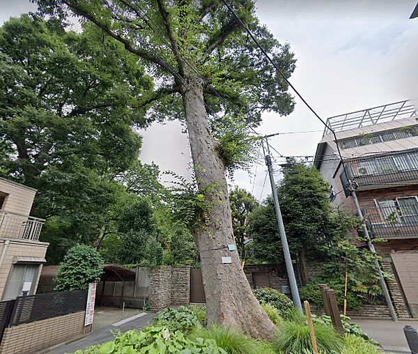「けやき」をシンボルとした公園に整備し、幹の直径が1ｍ以上もある区内でも有数の大木です。