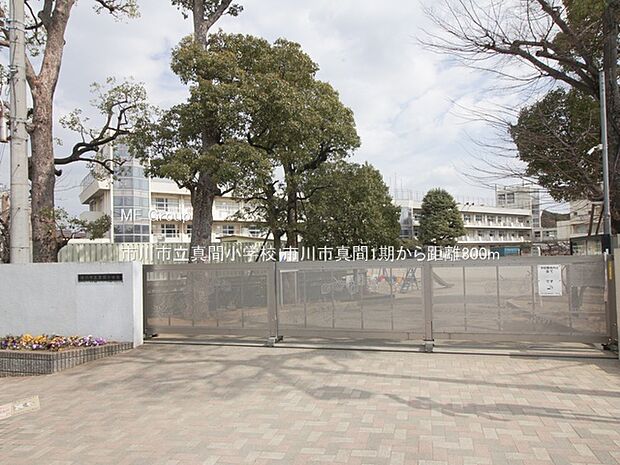 小学校 300m 市川市立真間小学校