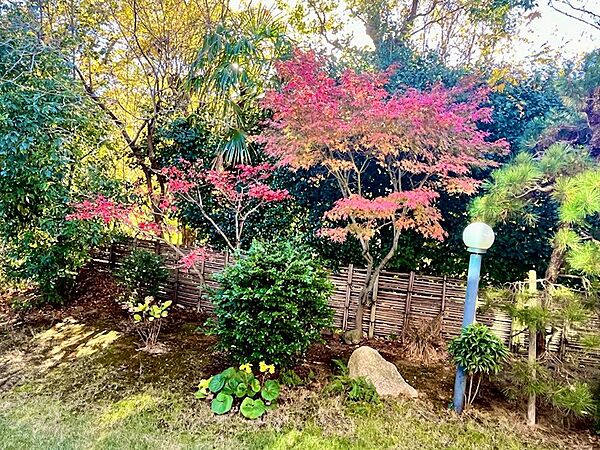 色づく木々たちが庭に奥行きをもたらす秋の風景。優しい秋の光に照らされる静かな季節の美しさを日常に。