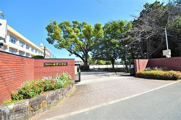 若葉小学校