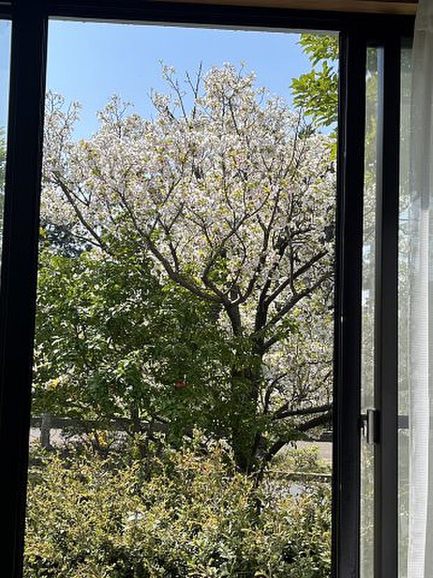 春にはお部屋から桜が見えます♪