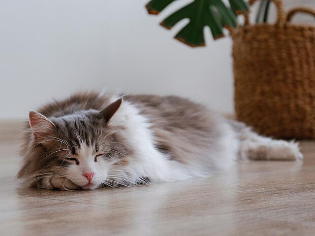 【ガス温水床暖房】乾燥しにくくお肌に優しい床暖房。8時間連続使用で光熱費は約184円。春先や秋口など少し肌寒い季節にピッタリの「セーブモード」も搭載。一年中快適温度でお過ごしください。