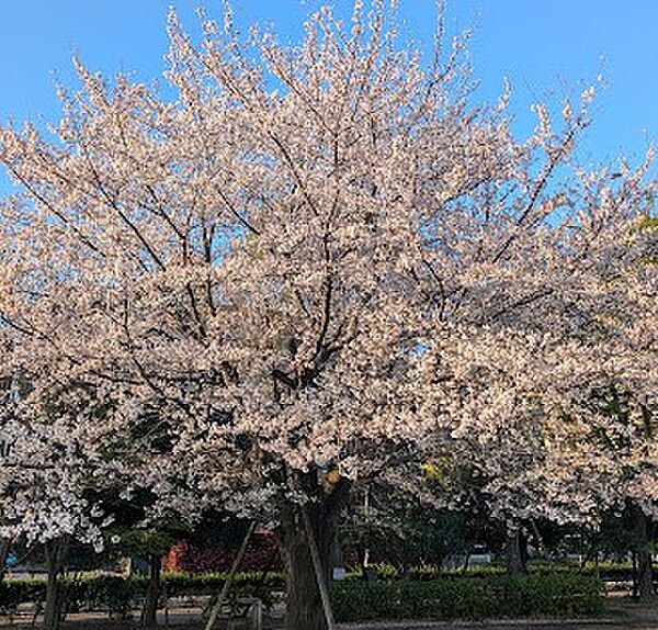 公園 450m 中村かしわ公園