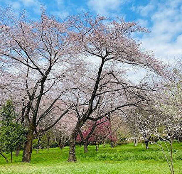 公園 1300m 矢嶋公園
