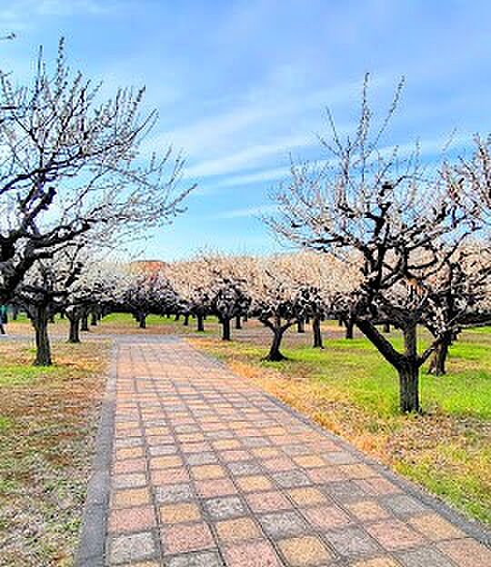 公園 200m うめのき憩いの森