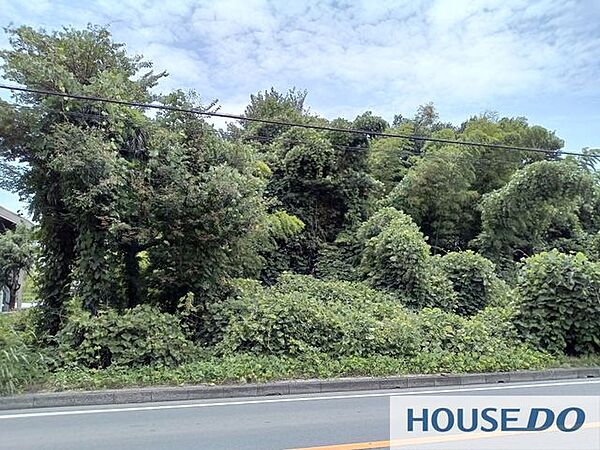 樹木が茂った現況です。