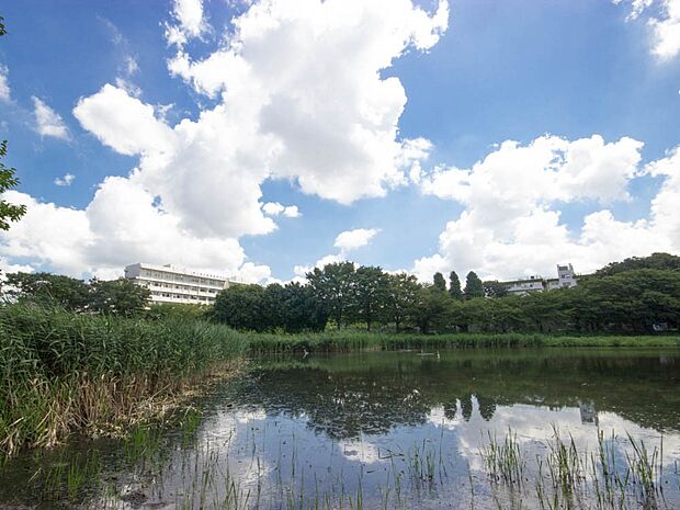 公園 350m 白幡沼(散歩やジョギングに最適。駅チカににして緑豊かな環境。白幡沼まで徒歩4分(280m))