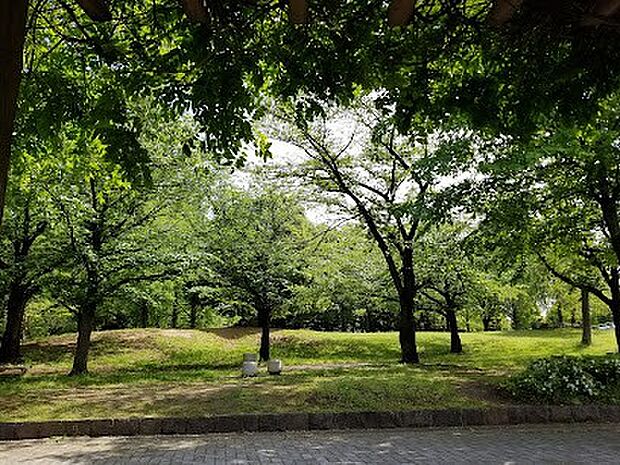 公園 450m 八王子公園(園内には軟式野球に利用されている野球場、テニスコート(2面)のスポーツ施設、そして遊具広場等が設置されています。春は桜が満開になるお花見スポットとして有名であり、…