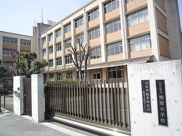 柏原市立柏原小学校 徒歩7分。 560m