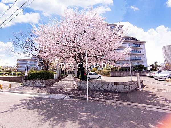 外観敷地内には季節を感じさせる桜の木があり、春にはやさしい花景色が広がる心地よい住環境。日常の中で自然を身近に感じられ、四季の移ろいを楽しめるのも魅力のひとつです。