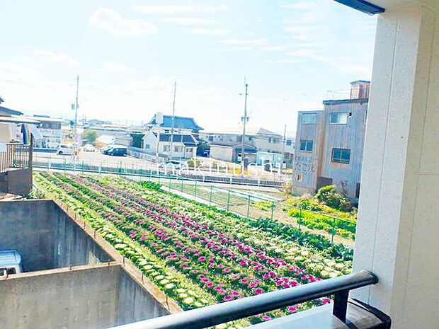 意外に交通量が少ない道路 隣は農地