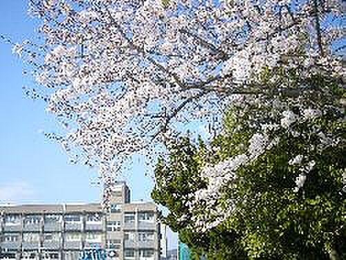 画像18:【小学校】姫路市立　城西小学校まで492ｍ