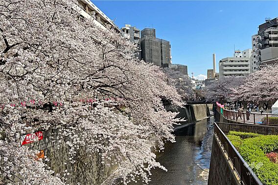 目黒川の桜並木...