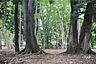 周辺：林試の森公園
