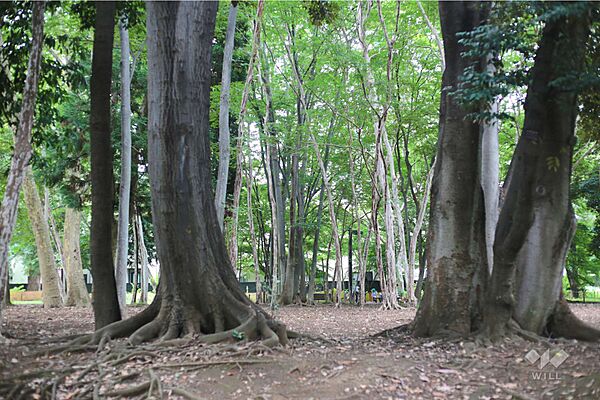 林試の森公園