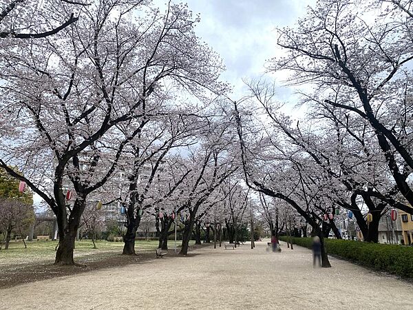春には近くの桜並木を散策しながらお花見をするのが楽しみになります。