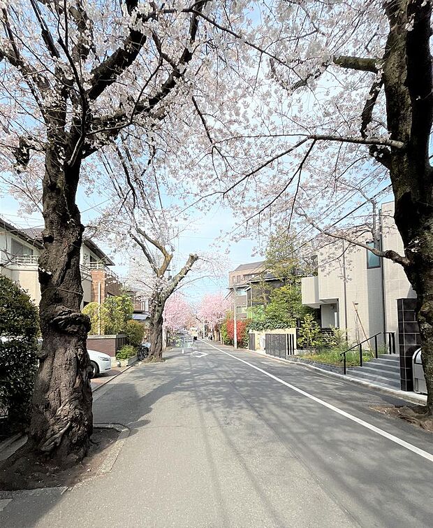 近隣の桜並木通り　満開の桜。