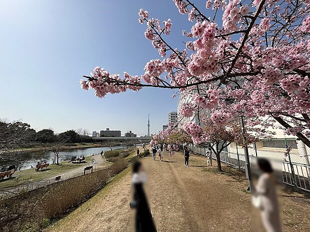 ＜周辺の風景＞春には桜をお楽しみいただけます。四季を身近に感じられる住環境です