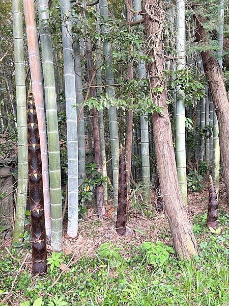 自然豊かな立地です！