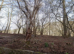 山梨県南都留郡山中湖村平野1250-256