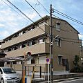 コリーヌタツミ