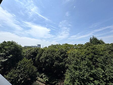 窓の先には青空と豊かな樹々の緑が広がります。目の前に高い建物がなく、季節ごとに移ろう木々の表情を眺めながら過ごせる眺望です。窓辺で外の景色を楽しむ、ゆったりとした時間が過ごせそうです。