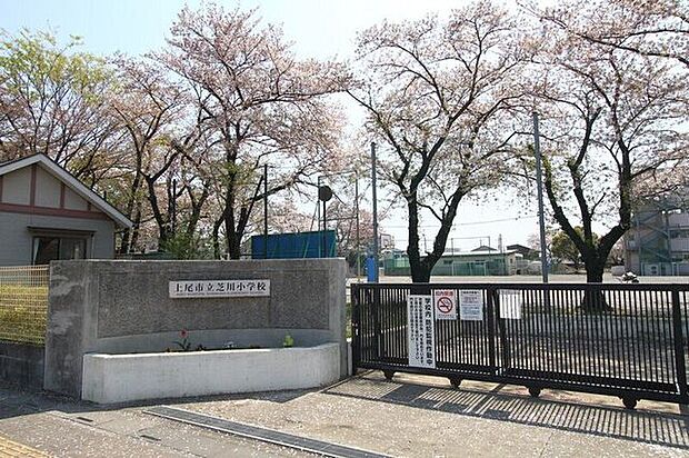 芝川小学校 320m