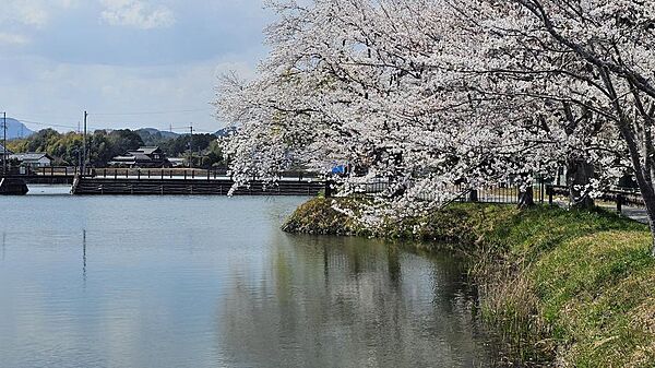 砂子池　徒歩1分　春の桜