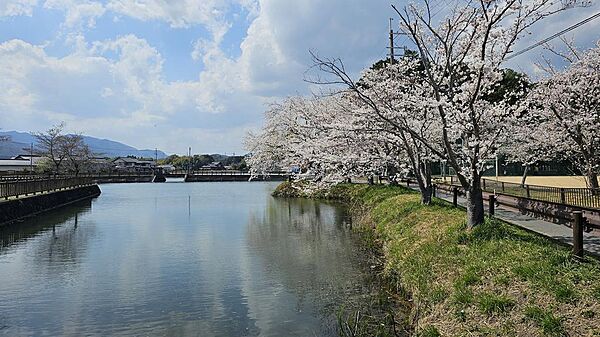 砂子池　徒歩1分　春の桜