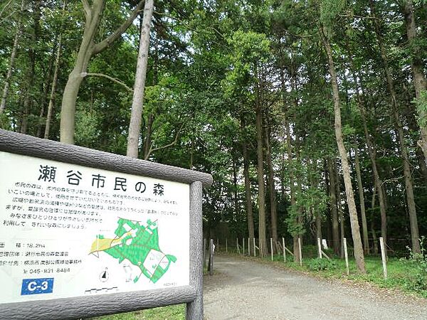 瀬谷区に広がる明るい雑木林、瀬谷市民の森。針葉樹林の中に 直線の遊歩道が敷かれており、歩いているとどこまでも緑が広がっているかのような心地よい空間