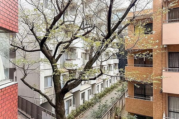 正面には桜の木が。穏やかな眺望が広がります。