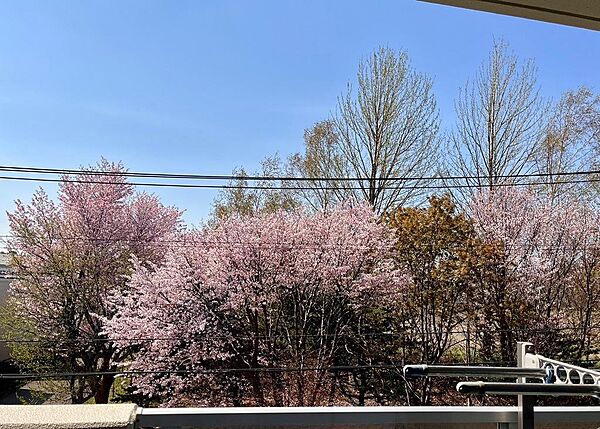 南側の窓から毎年、桜が楽しめます