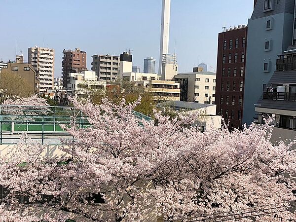 池袋小学校敷地に桜があり、お部屋から桜を望めます。