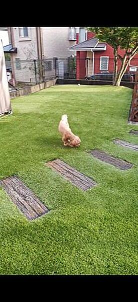 犬ちゃんが広々遊べる芝のお庭です♪