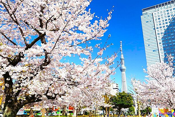 錦糸町駅北口から徒歩約3分。噴水と遊具とスポーツ広場があって、広々な芝生が気持ちの良い公園です。季節毎にフェスやお祭りなど催しが沢山あります。