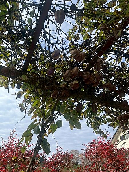 庭に家庭菜園を行って実のなる植物を植えるのもいいですね。１１月時点の写真です。
