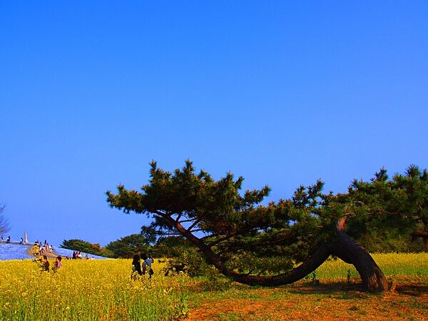 ひたち海浜公園（4900m）