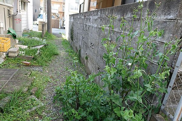 南側通路　写真の右側が物件です