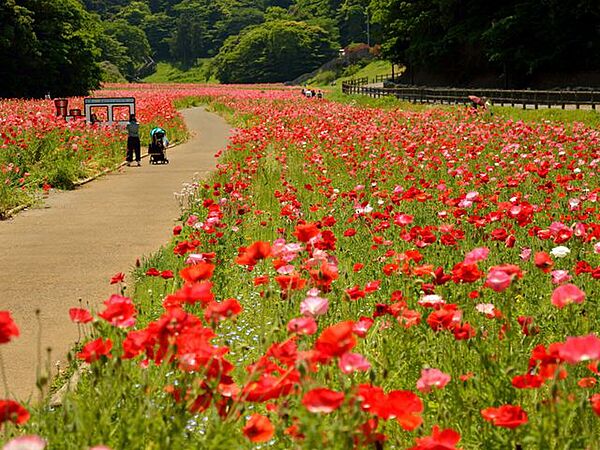 春のポピーや秋のコスモスなど、一面に広がる圧巻の花畑を楽しむ休日。くりはま花の国まで車で36分　15.7km