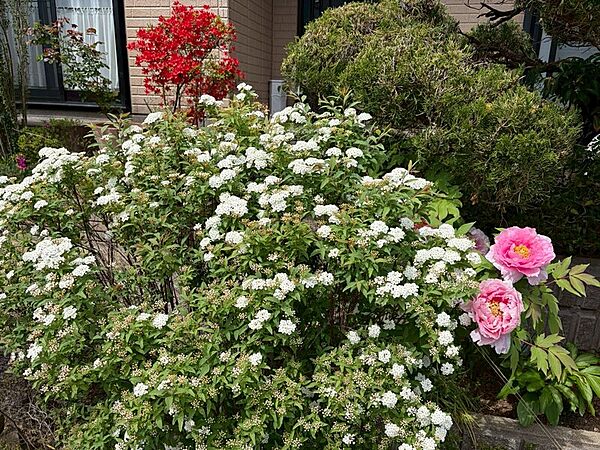 お庭のお花がきれいに咲きます♪