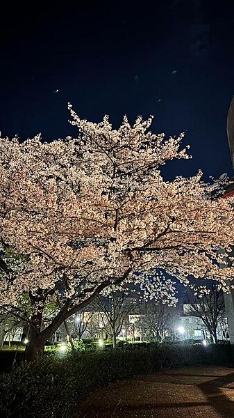 春の時期には桜も見ることができ、夜桜も映えます。