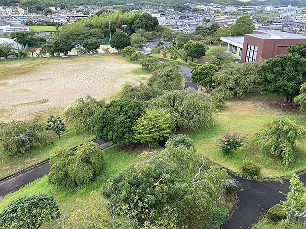 幸田文化公園幸田しだれ桜まつり 570m